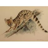Eileen A Soper (1905-1990): 'Genet', watercolour, signed, 37cm x 55cm, with Mall Galleries Society