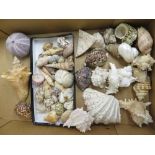 Small conch shell, sea urchin and other decorative shells