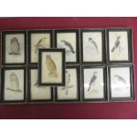 Collection of small over-painted Ornithological prints, Long Ear, Short Ear, and Tawny Owls, Sparrow