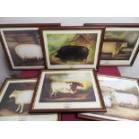 After Alexander Churchill, collection of six studies of pigs, sheep and cattle, colour prints (6)