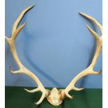 Pair of 12 point deer antlers