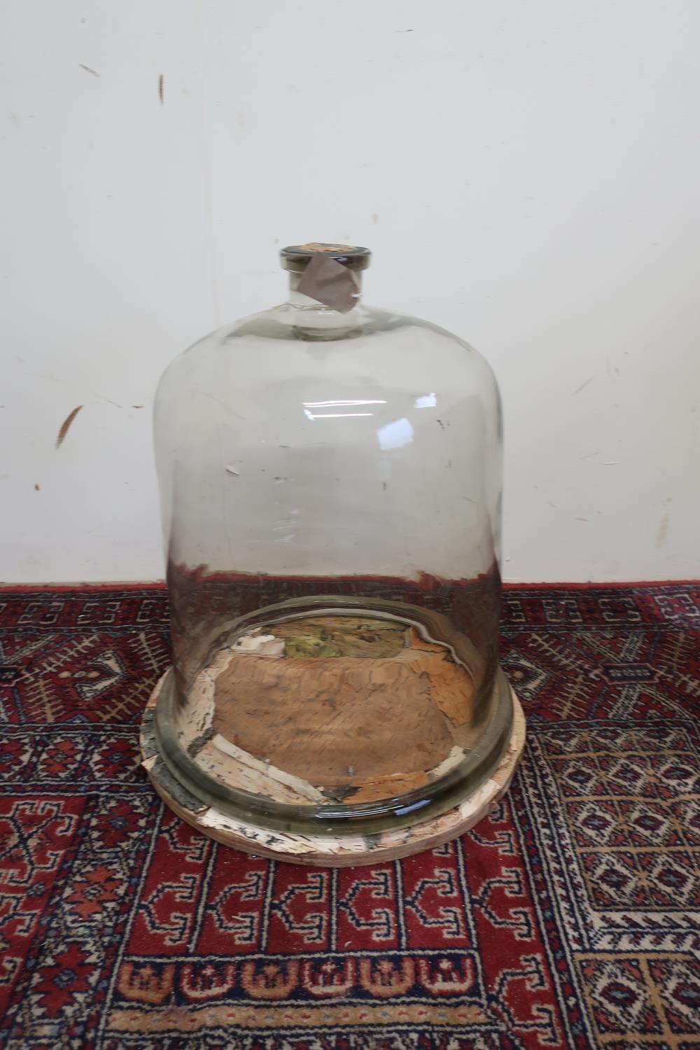 Large clear glass cloche/scientific bell jar with cork stopper, approx H48cm at base D38.5cm