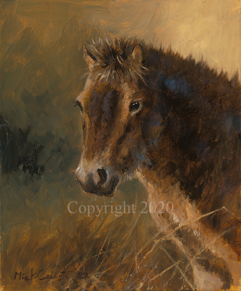 Exmoor Head - Original