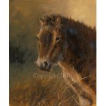 Exmoor Head - Original