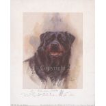 Head of a Rottweiler - Print