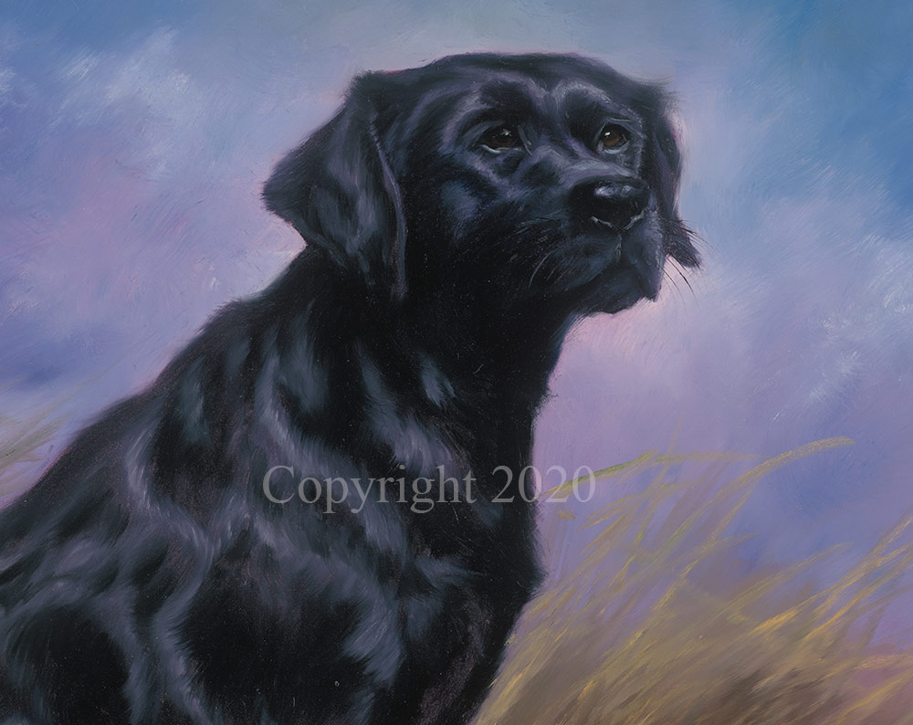 Black Labrador - Original - Image 4 of 4