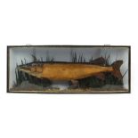 Property of a lady - taxidermy fish - a stuffed pike, in naturalistically dressed glazed bow-fronted