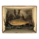 Property of a lady - taxidermy fish - a stuffed bream, in naturalistically dressed case (glass