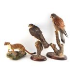 Property of a lady - taxidermy - a kestrel, a sparrowhawk, and a stoat, each naturalistically