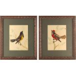 Property of a gentleman - a pair of bird feather & watercolour pictures of birds on branches, each