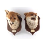 Property of a lady - two taxidermy fox head trophies mounted on oak shield plaques with labels