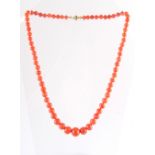 A coral bead necklace, the largest of the 70 graduated beads measuring approximately 11.5mm, with