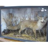 Taxidermy - Growling Fox, in naturalistic setting, in a naturalistic setting, in an ebonised display