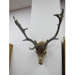 Taxidermy Two Stags Heads, antlers approximately 62cm wide.