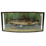 A Mid XX Century Taxidermy Trout, mounted within a glazed display case, inscribed in gilt "Trout,