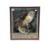 A Cased Taxidermy Barn Owl, Kingfisher and Duck, among foliage and branches, 39 x 44cm.