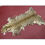 A Taxidermy Leopard Flat Skin Rug, leather lined, 130cm.