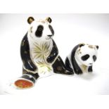 A Royal Crown Derby Paperweight 'Giant Panda', gold stopper, date code for 2007, gold signed by