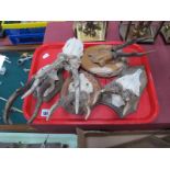 Five Mounted Roebuck Skulls and Antlers.