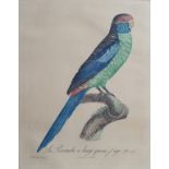 ORNITHOLOGICAL POLYCHROME PRINTS