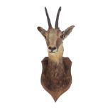 TAXIDERMY: MOUNTED DEER'S HEAD