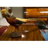 TAXIDERMY: PHEASANT