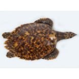 TAXIDERMY: TURTLE