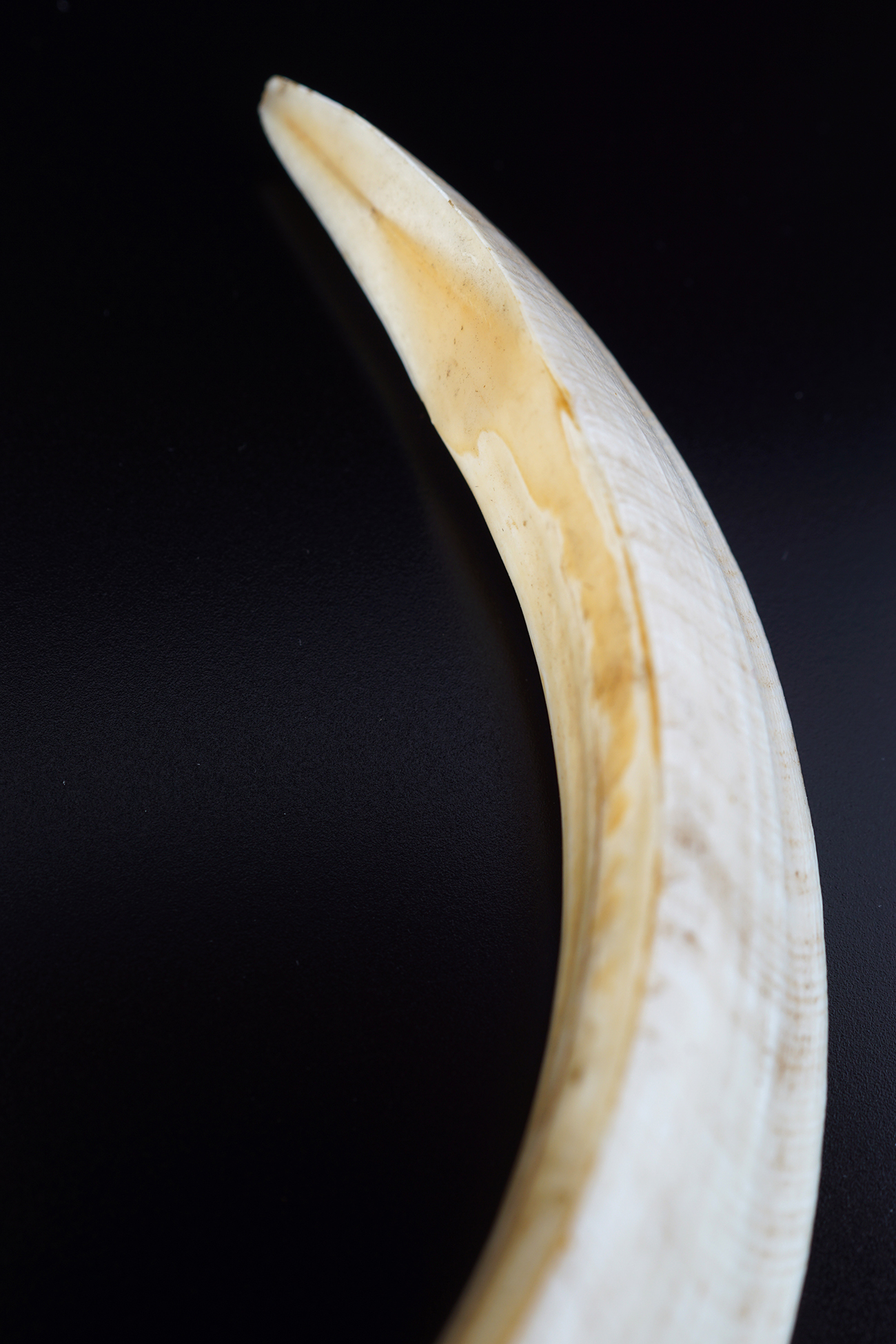 SILVER-MOUNTED DOUBLE BOAR TUSK, - Image 5 of 5