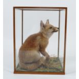 TAXIDERMY: YOUNG FOX