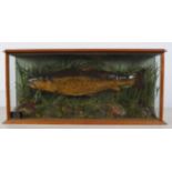 TAXIDERMY: CASED AND MOUNTED TROPHY TROUT