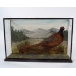 TAXIDERMY: PHEASANT IN A LANDSCAPE