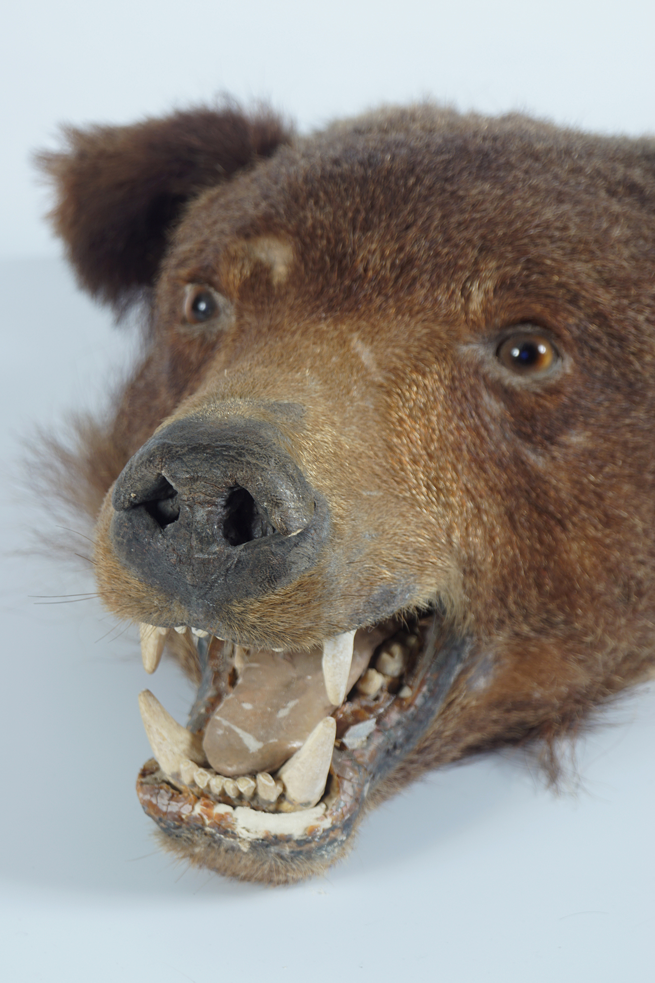 TAXIDERMY: MOUNTED BEAR'S HEAD - Image 2 of 3