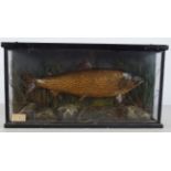 TAXIDERMY: CASED AND MOUNTED TROPHY TROUT