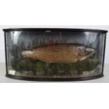 TAXIDERMY: CASED AND MOUNTED TROPHY TROUT