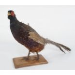 TAXIDERMY: COCK PHEASANT