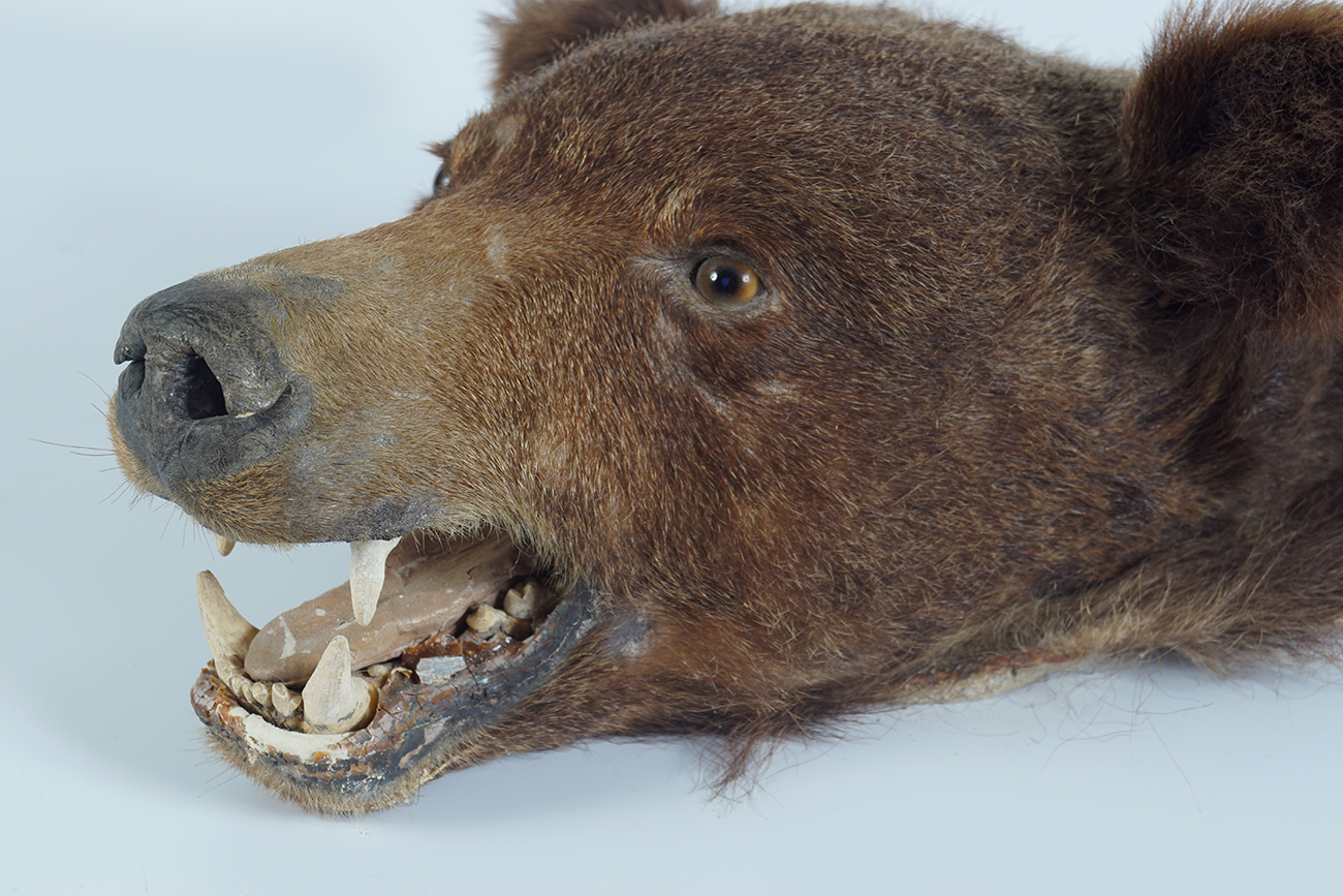 TAXIDERMY: MOUNTED BEAR'S HEAD - Image 3 of 3