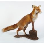 TAXIDERMY: FOX