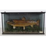 TAXIDERMY: CASED AND MOUNTED TROPHY TROUT