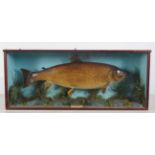 TAXIDERMY: CASED AND MOUNTED TROPHY TROUT