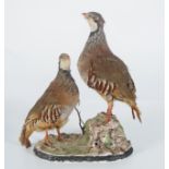 TAXIDERMY GROUP: TWO HEN PHEASANTS