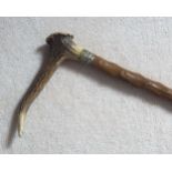 NATURALISTIC WALKING STICK