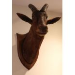 TAXIDERMY: GAZELLE HEAD