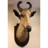 TAXIDERMY: GAZELLE HEAD