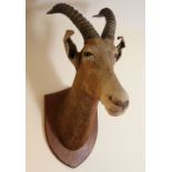 TAXIDERMY: GAZELLE HEAD