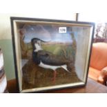 Taxidermy - cased Lapwing