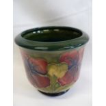 Moorcroft Hibiscus jardiniere (14cm diameter)