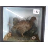 Taxidermy - cased Partridge chick