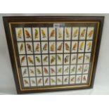 Framed players cigarette cards 'Aviary & Cage Birds'