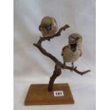 Taxidermy - mounted pair of Hawfinches