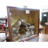 Taxidermy - cased Ryeneck,